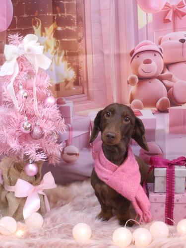 20241225チョペくん